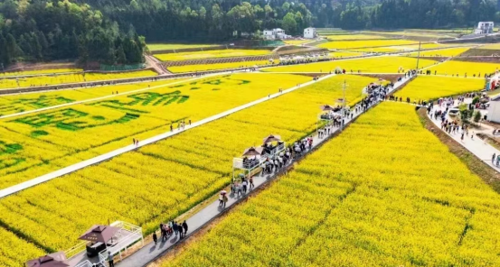 三月踏青油菜花海  春田遍野游醉鄉間